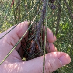 Casuarina cunninghamiana subsp. cunninghamiana at Melba, ACT - 22 May 2024