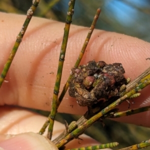 She-oak Insect Gall at Melba, ACT - 22 May 2024 12:03 PM