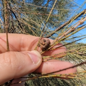 She-oak Insect Gall at Melba, ACT - 22 May 2024 12:03 PM