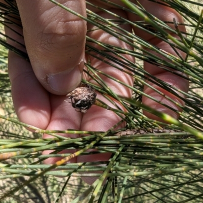 Casuarina cunninghamiana subsp. cunninghamiana at Melba, ACT - 22 May 2024 by rbannister