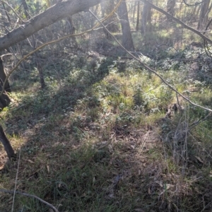 Vinca major at Melba, ACT - 22 May 2024