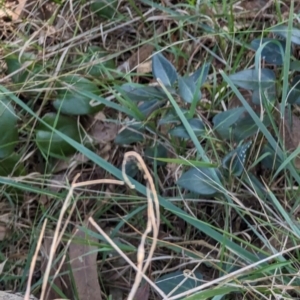 Vinca major at Melba, ACT - 22 May 2024