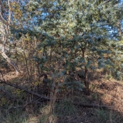 Acacia baileyana (Cootamundra Wattle, Golden Mimosa) at Melba, ACT - 22 May 2024 by rbannister
