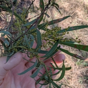 Acacia rubida at Melba, ACT - 22 May 2024