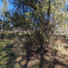 Acacia rubida at Melba, ACT - 22 May 2024