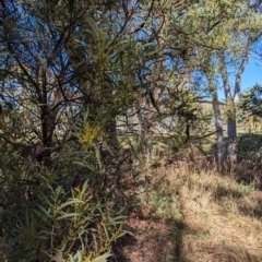 Acacia rubida at Melba, ACT - 22 May 2024