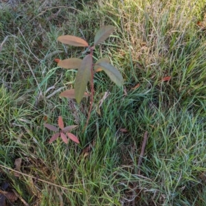 Prunus sp. at Melba, ACT - 22 May 2024 11:20 AM