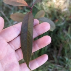 Prunus sp. at Melba, ACT - 22 May 2024
