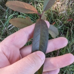 Prunus sp. at Melba, ACT - 22 May 2024 11:20 AM