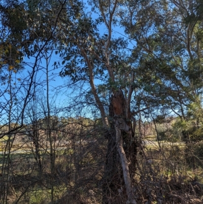 Eucalyptus bridgesiana (Apple Box) at Melba, ACT - 22 May 2024 by rbannister