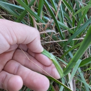 Dactylis glomerata at Melba, ACT - 22 May 2024