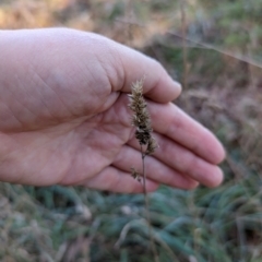 Dactylis glomerata at Melba, ACT - 22 May 2024