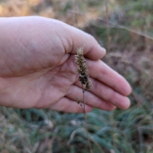 Dactylis glomerata at Melba, ACT - 22 May 2024 11:22 AM