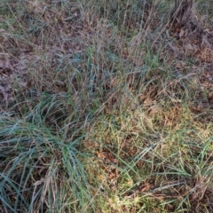 Dactylis glomerata at Melba, ACT - 22 May 2024