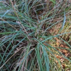 Dactylis glomerata at Melba, ACT - 22 May 2024