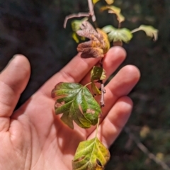 Crataegus monogyna (Hawthorn) at Melba, ACT - 22 May 2024 by rbannister