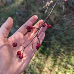 Crataegus monogyna at Melba, ACT - 22 May 2024 11:20 AM