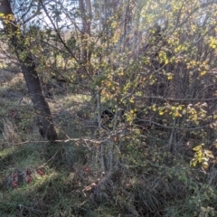 Crataegus monogyna at Melba, ACT - 22 May 2024