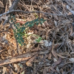 Ligustrum sinense (Narrow-leaf Privet, Chinese Privet) at Melba, ACT - 22 May 2024 by rbannister