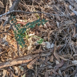 Ligustrum sinense at Melba, ACT - 22 May 2024