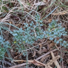 Ligustrum sinense at Melba, ACT - 22 May 2024 11:22 AM