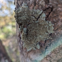 Parmeliaceae (family) (A lichen family) at Melba, ACT - 22 May 2024 by rbannister