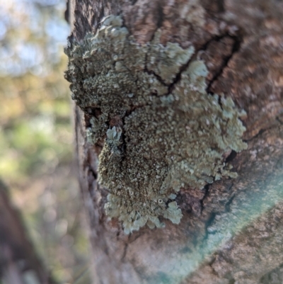 Unidentified Lichen at Melba, ACT - 22 May 2024 by rbannister