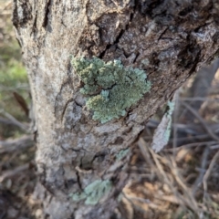 Parmeliaceae (family) at Melba, ACT - 22 May 2024 11:24 AM