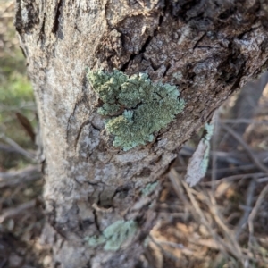 Parmeliaceae (family) at Melba, ACT - 22 May 2024 11:24 AM