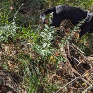 Ligustrum lucidum at Melba, ACT - 22 May 2024