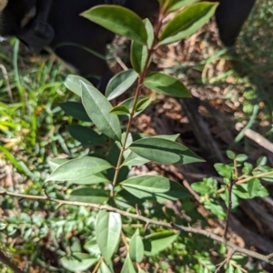 Ligustrum lucidum at Melba, ACT - 22 May 2024