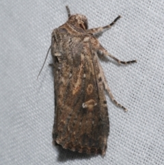 Dasygaster padockina (Tasmanian Cutworm) at WendyM's farm at Freshwater Ck. - 25 Apr 2023 by WendyEM