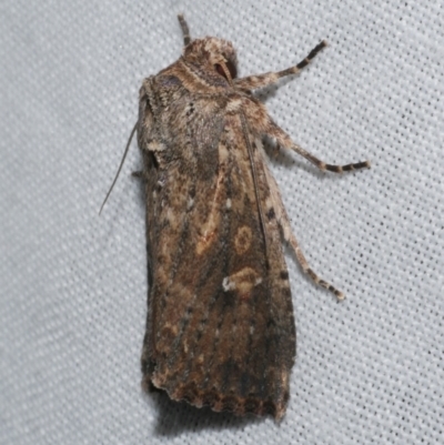 Dasygaster padockina (Tasmanian Cutworm) at WendyM's farm at Freshwater Ck. - 25 Apr 2023 by WendyEM