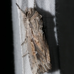 Persectania ewingii (Southern Armyworm) at Freshwater Creek, VIC - 25 Apr 2023 by WendyEM