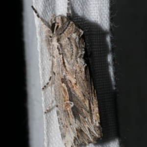 Persectania ewingii at WendyM's farm at Freshwater Ck. - 25 Apr 2023 11:52 PM