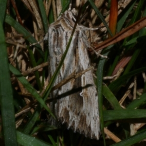 Persectania ewingii at WendyM's farm at Freshwater Ck. - 25 Apr 2023 11:54 PM