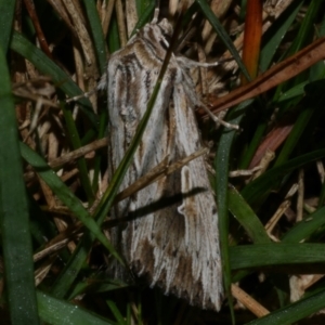Persectania ewingii (Southern Armyworm) at WendyM's farm at Freshwater Ck. by WendyEM