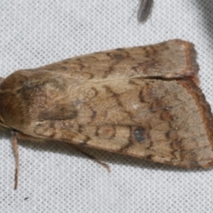 Helicoverpa armigera at WendyM's farm at Freshwater Ck. - 25 Apr 2023 10:56 PM