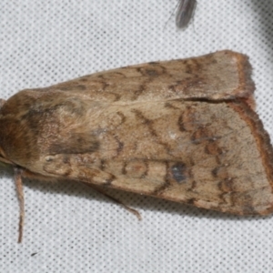 Helicoverpa armigera at WendyM's farm at Freshwater Ck. - 25 Apr 2023 10:56 PM