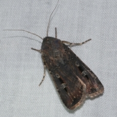 Agrotis infusa (Bogong Moth, Common Cutworm) at WendyM's farm at Freshwater Ck. - 25 Apr 2023 by WendyEM