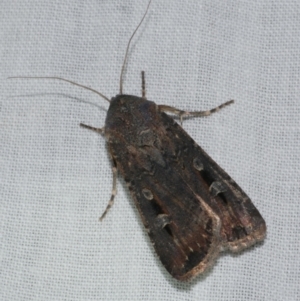 Agrotis infusa at WendyM's farm at Freshwater Ck. - 25 Apr 2023