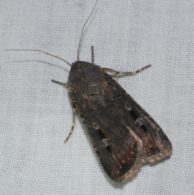 Agrotis infusa (Bogong Moth, Common Cutworm) at Freshwater Creek, VIC - 25 Apr 2023 by WendyEM