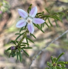 Philotheca salsolifolia subsp. salsolifolia (Philotheca) at Lower Borough, NSW - 22 May 2024 by JaneR