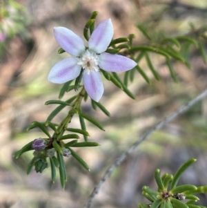 Philotheca salsolifolia subsp. salsolifolia at Nadgigomar Nature Reserve - 22 May 2024