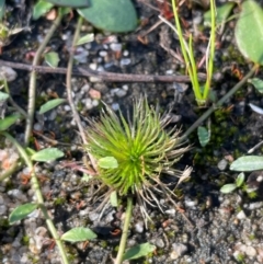 Centrolepis strigosa (Hairy Centrolepis) at Nadgigomar Nature Reserve - 22 May 2024 by JaneR