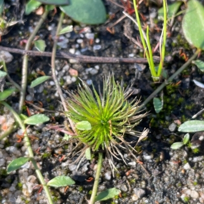 Centrolepis strigosa (Hairy Centrolepis) at Nadgigomar Nature Reserve - 22 May 2024 by JaneR