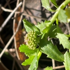 Centipeda elatinoides (Prostrate Sneezeweed) at Nadgigomar Nature Reserve - 22 May 2024 by JaneR