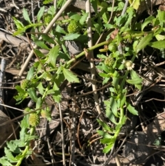 Centipeda elatinoides at Nadgigomar Nature Reserve - 22 May 2024