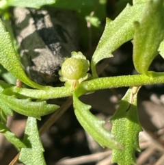 Centipeda elatinoides at Nadgigomar Nature Reserve - 22 May 2024