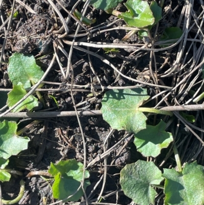 Centella asiatica (Pennywort, Centella, Indian Pennywort) at Lower Borough, NSW - 22 May 2024 by JaneR